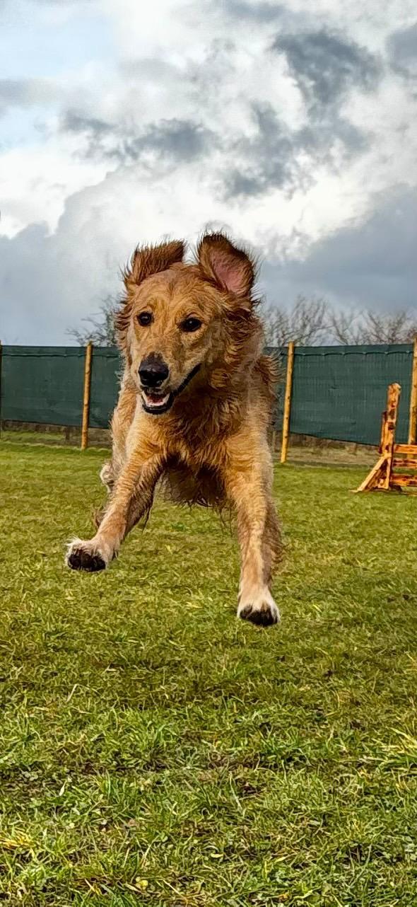 Dog Field Rental 25 Mins